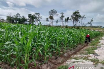 Inovasi dan teknologi untuk lahan kurang subur agar bisa produktif