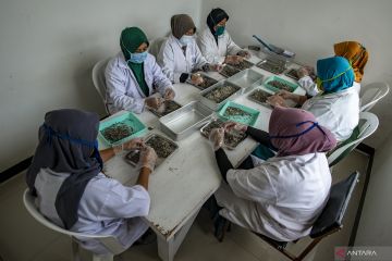 Teh terbaik ada di pucuknya