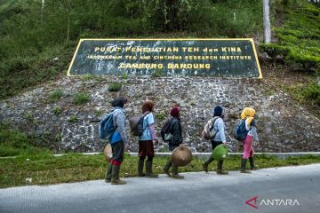 Teh terbaik ada di pucuknya