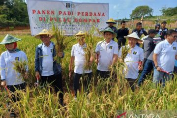 Gubernur panen padi perdana di atas lahan bekas bauksit di Dompak