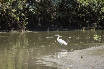 Kebun Raya Mangrove rumah bagi aneka fauna