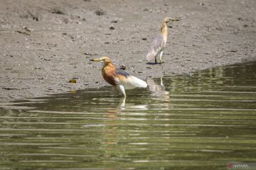 Kebun Raya Mangrove rumah bagi aneka fauna