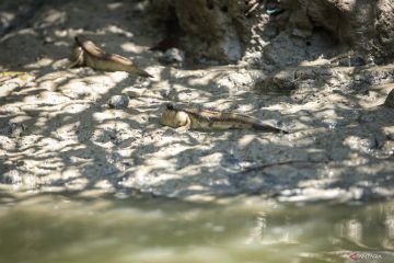 Kebun Raya Mangrove rumah bagi aneka fauna