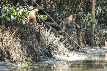 Kebun Raya Mangrove rumah bagi aneka fauna