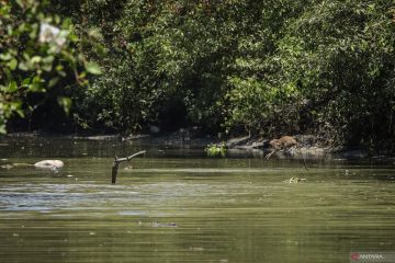 Kebun Raya Mangrove rumah bagi aneka fauna