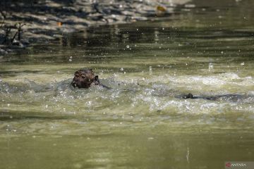 Kebun Raya Mangrove rumah bagi aneka fauna