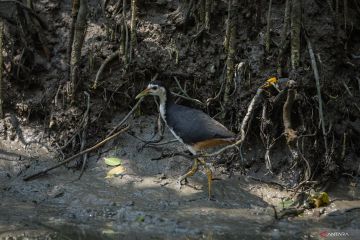 Kebun Raya Mangrove rumah bagi aneka fauna