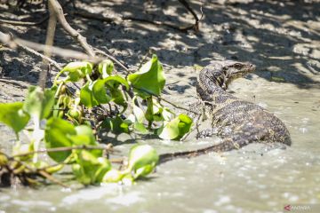 Kebun Raya Mangrove rumah bagi aneka fauna