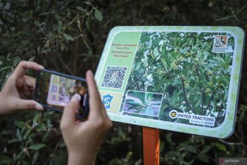 Pesona Kebun Raya Mangrove Surabaya