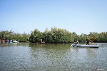 Pesona Kebun Raya Mangrove Surabaya