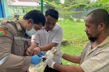 BKSDA Maluku terima translokasi 29 satwa dari Balai PPHLHK Sulawesi