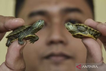 Budidaya kura-kura hijau Brasil di penangkaran War's turtle