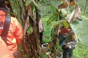Polres Agam tangkap dua petani tanam ganja di kebun pisang