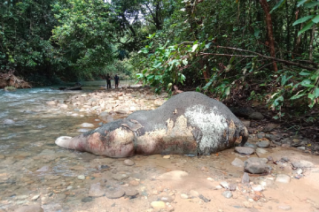 BKSDA turunkan tim selidiki penyebab kematian gajah di Aceh Barat