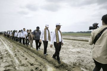 Mentan lakukan percepatan tanam padi di Lampung Tengah