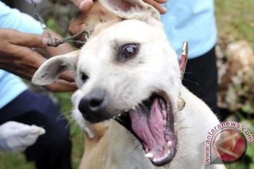 Anjing liar gigit pengujung objek wisata Kete Kesu di Toraja Utara