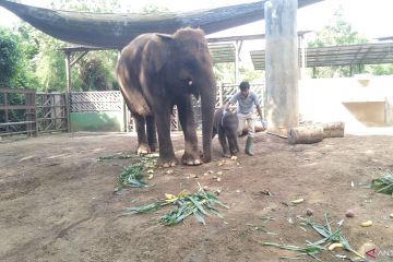 Bayi Gajah Sumatera seberat 80 kg lahir Bali Zoo