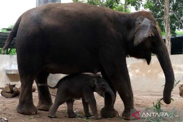 Kelahiran Kama menambah koleksi Gajah Sumatera di Bali Zoo.
