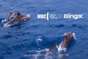 BingX Charity Bermitra dengan Whale and Dolphin Conservation