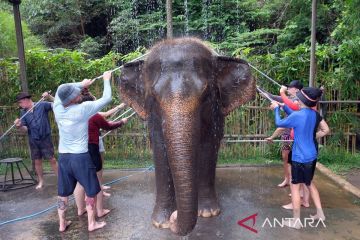 Bermain bersama gajah saat liburan Natal di Bali Zoo