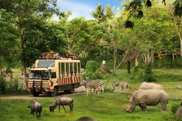 Rencanakan Liburan Akhir Tahun Anda bersama Taman Safari Bali