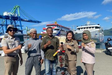 BKSDA Maluku amankan dua burung kasturi ternate di Pelabuhan Ambon