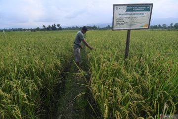 Budidaya Padi Organik Binaan PT Vale Indonesia