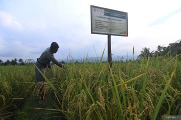 Budidaya Padi Organik Binaan PT Vale Indonesia