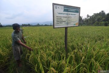 Budidaya Padi Organik Binaan PT Vale Indonesia