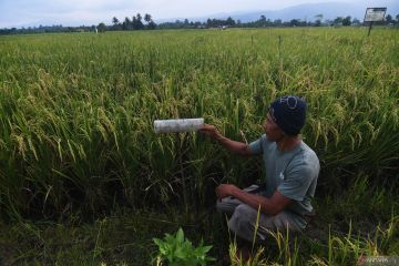 Budidaya Padi Organik Binaan PT Vale Indonesia