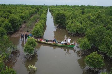 KLHK: Realisasi rehabilitasi hutan dan mangrove  seluas 185.010 ha
