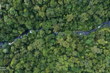 Tiga negara kehilangan jutaan hektare hutan setiap tahun