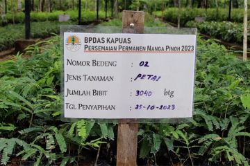 BPDAS siapkan 350 ribu bibit produktif untuk lahan kritis di Kalbar