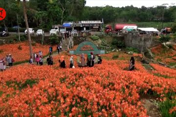 Amarilis mekar, pekarangan warga Gunungkidul jadi spot wisata dadakan