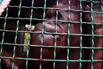 BKSDA Kalteng bersama Yayasan BOS kembali lepasliarkan 8 Orang Utan