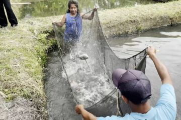 Dongkrak penjualan, petani ikan DIY belajar gunakan pemasaran digital