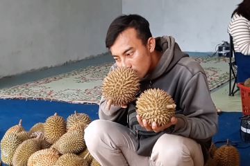 Durian merica jadi primadona di Karanganyar