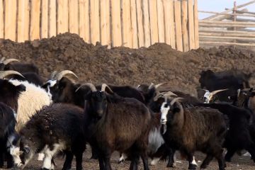 Jumlah ternak di Mongolia turun lebih dari 9 persen pada 2023