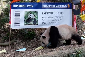 Panda kelahiran Singapura tampil ke publik sebelum kembali ke China