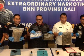 BNNP Bali ungkap peredaran gelap  ganja meningkat pada 2023
