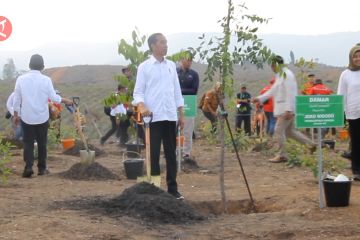 Presiden Jokowi pimpin penghijauan kembali kawasan IKN