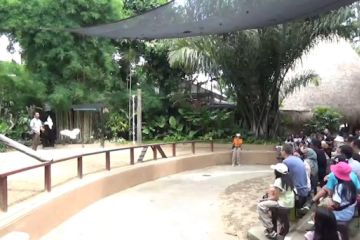 Kunjungan wisatawan meningkat, Bali Zoo buka tiga loket tiket tambahan