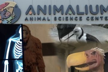 Mengenal kehidupan satwa sambil berwisata di Animalium BRIN