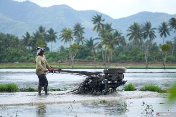 BPS: Petani Gorontalo semakin sejahtera