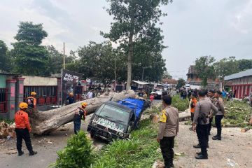 Angin kencang landa Blitar, satu pikap tertimpa pohon tumbang