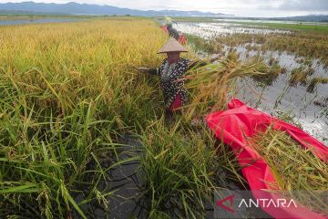 Banjir di Kerinci rendam ratusan hektare lahan pertanian