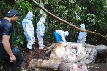 Konsorsium BS: Satu ekor Gajah Sumatra terbunuh di Mukomuko