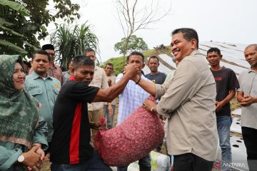Pemkot Lhokseumawe gerakkan petani lokal tanam bawang merah