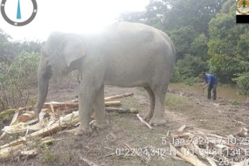 Banjir di Kampar, TWA Buluh Cina ditutup dan dua gajah dipindahkan