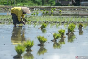 BMKG: Petani cermat manfaatkan musim hujan panjang demi hasil melimpah